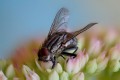 Mouche